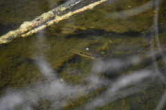 Cichlasoma bimaculatum