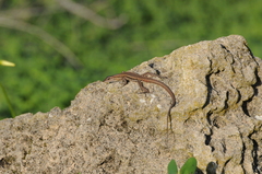 Phoenicolacerta troodica