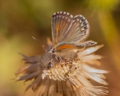 Pseudolucia chilensis
