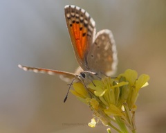 Pseudolucia chilensis