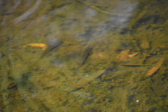 Cichlasoma bimaculatum