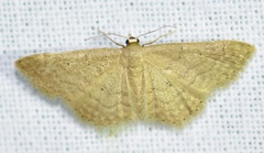 Idaea obsoletaria