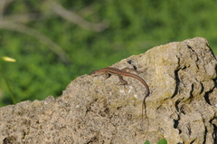 Phoenicolacerta troodica