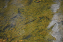 Cichlasoma bimaculatum