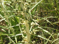 Eryngium horridum