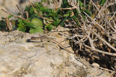 Ophisops elegans