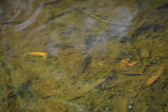 Cichlasoma bimaculatum