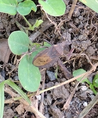 Spartocera