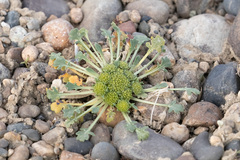 Gamocarpha selliana
