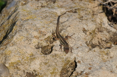 Ophisops elegans