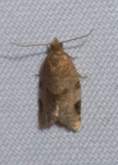 Clepsis virescana