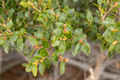 Nothofagus betuloides