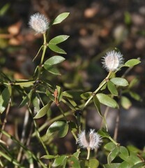 Larrea divaricata