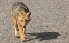 Lycalopex culpaeus magellanicus