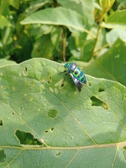 Calidea dregii