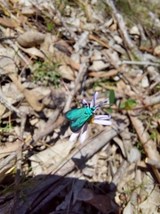 Pollanisus viridipulverulenta