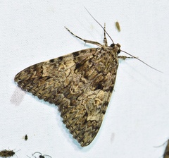 Catocala promissa
