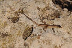 Ophisops elegans