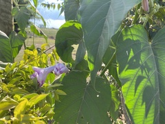 Ipomoea carnea fistulosa