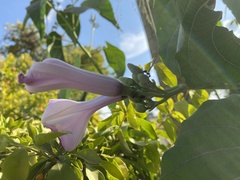 Ipomoea carnea fistulosa