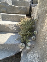 Echinops spinosissimus