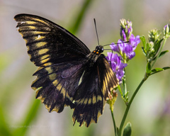 Battus polydamas psittacus
