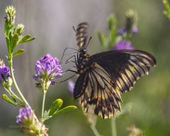 Battus polydamas psittacus