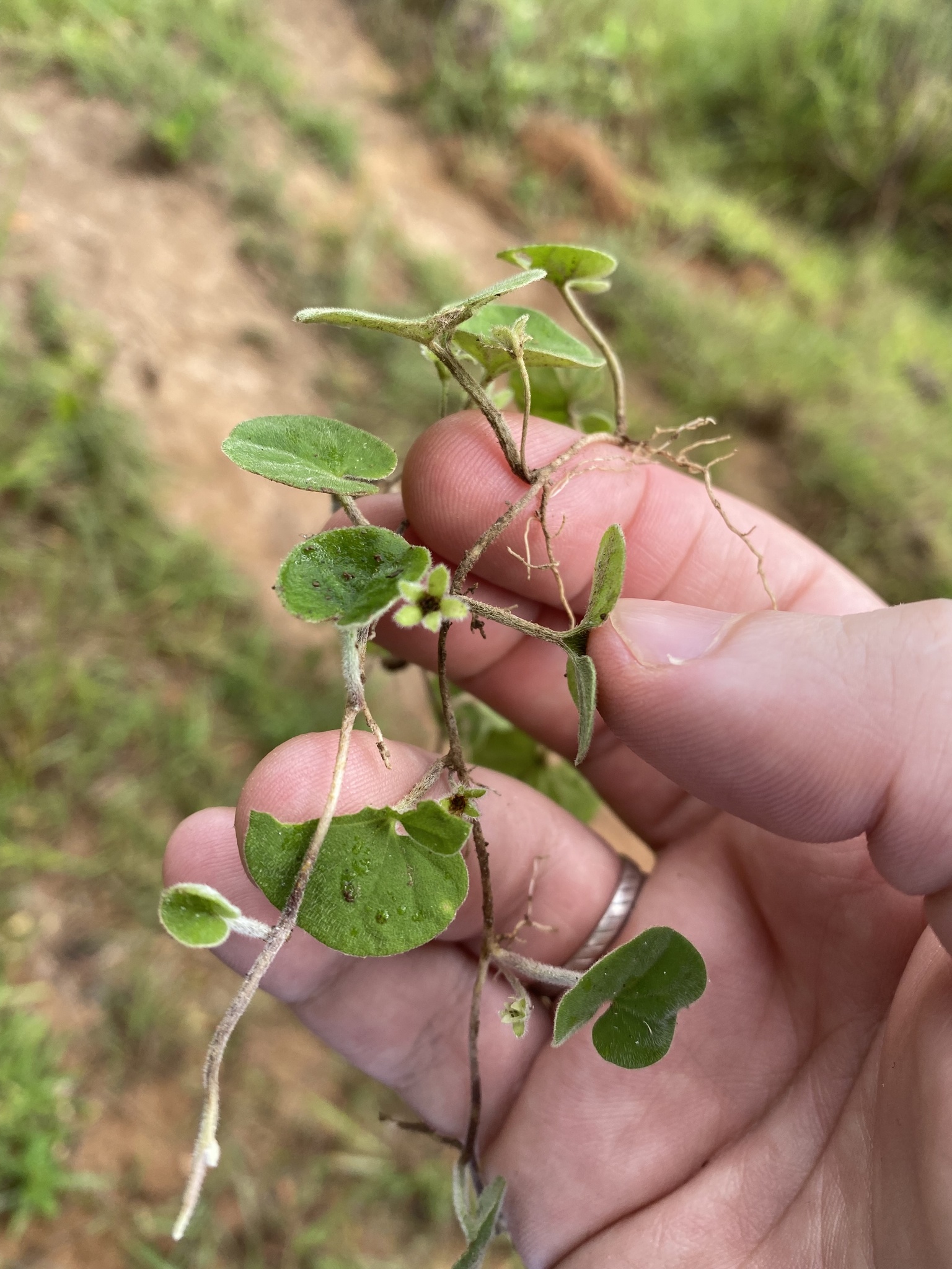 Dichondra parvifolia