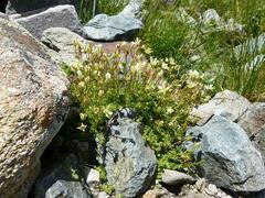 Saxifraga bryoides