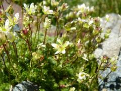Saxifraga bryoides