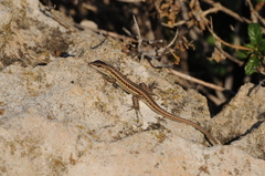 Ophisops elegans