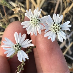 Hemizonia congesta luzulifolia