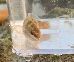 Labridae