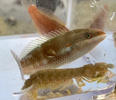 Labridae