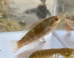 Labridae