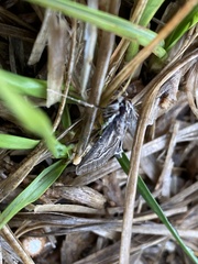 Omiodes continuatalis