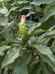 Costus guanaiensis macrostrobilus