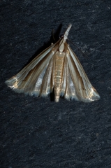 Orocrambus