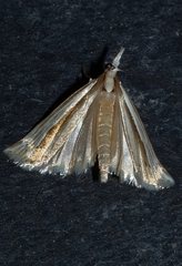 Orocrambus
