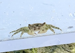 Decapoda