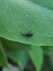 Adurgoa gonagra