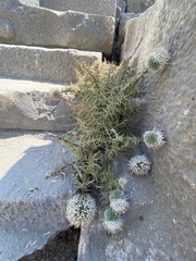 Echinops spinosissimus
