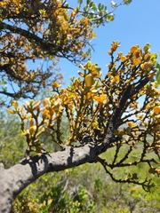 Pterocelastrus tricuspidatus