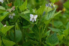 Viola acuminata