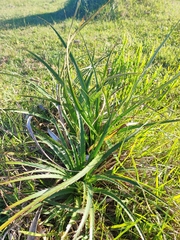 Eryngium horridum