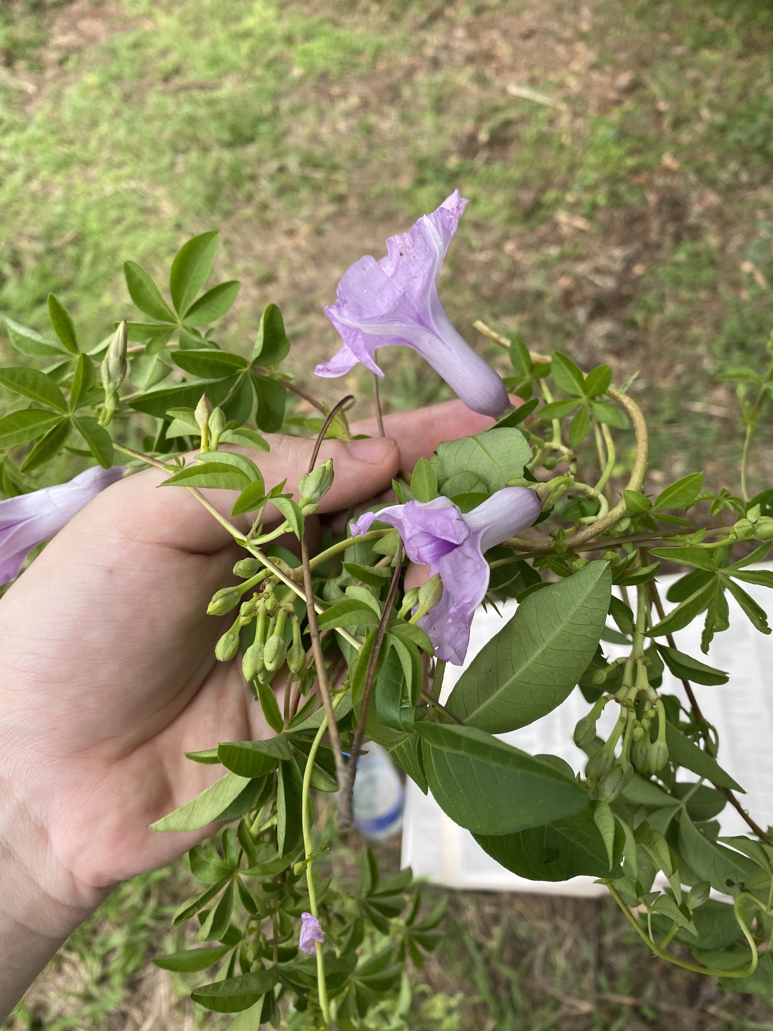 Ipomoea cairica