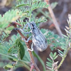 Entiminae