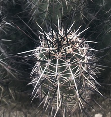 Echinocereus engelmannii fasciculatus