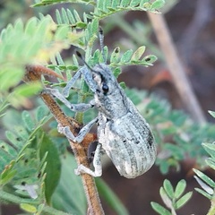 Entiminae