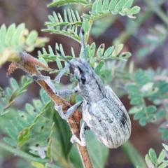 Entiminae